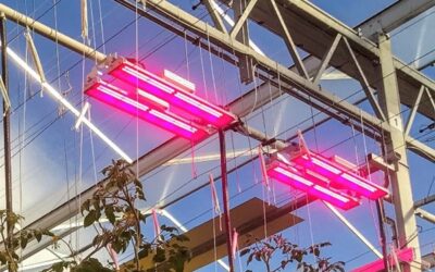 Germany’s Neurather boosts business growth with Tungsram LEDs