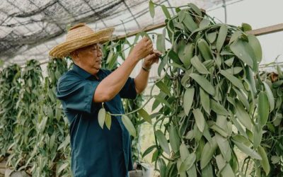 What Uncle Alfred’s Vanilla Farm Shows Malaysian Corporations Are Missing