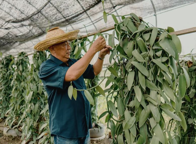 What Uncle Alfred’s Vanilla Farm Shows Malaysian Corporations Are Missing